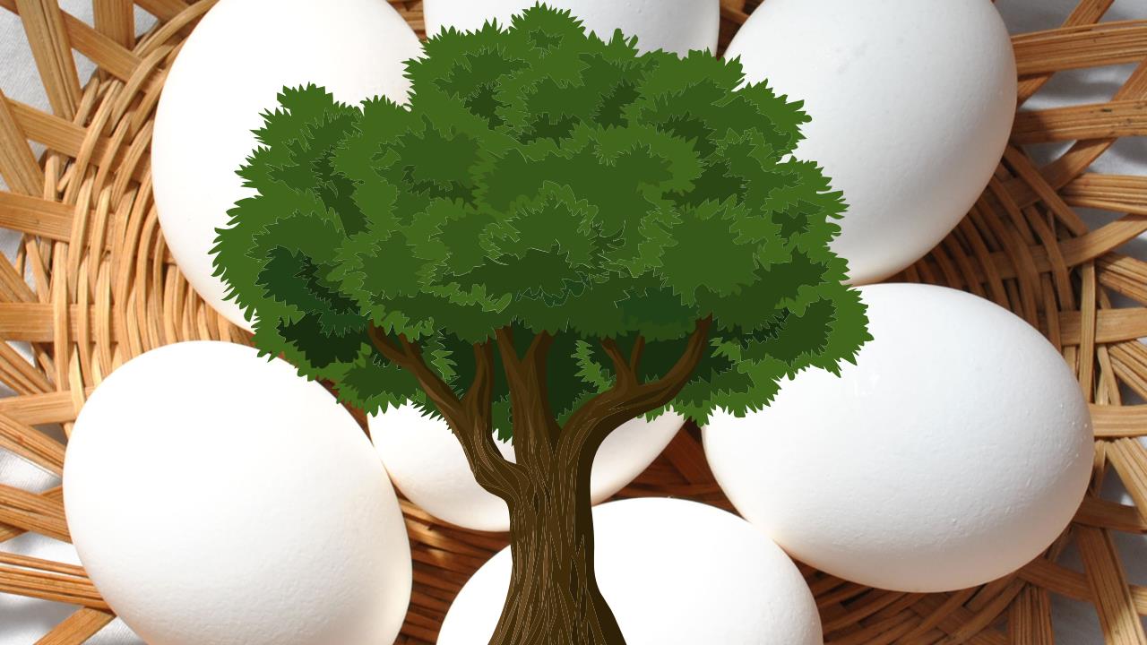 El árbol milenario que pone huevos para reproducirse y es considerado un "fósil viviente"